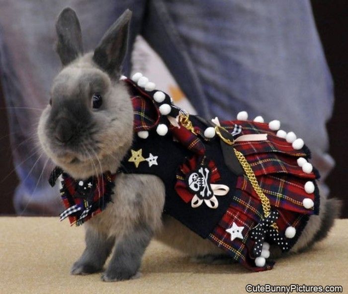 all dressed up