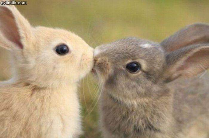 another cute bunny kiss