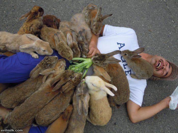 bunny attack