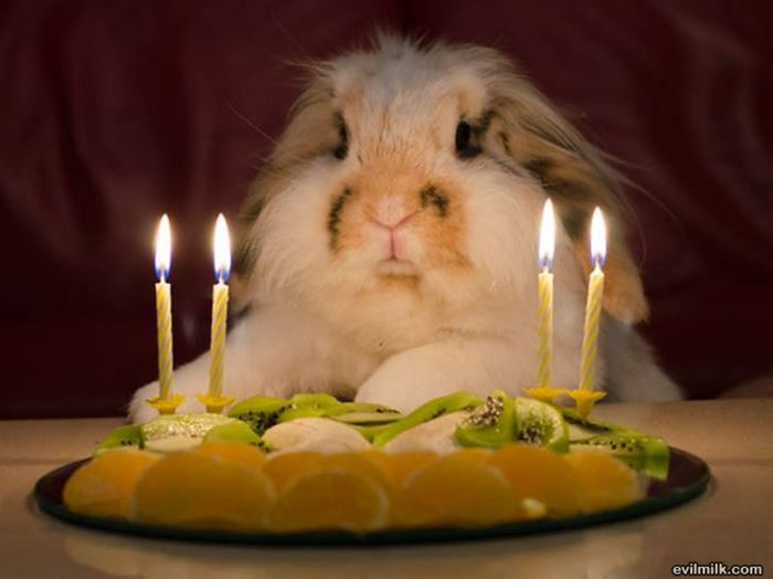 bunny birthday