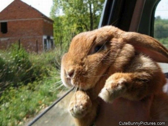 bunny car ride