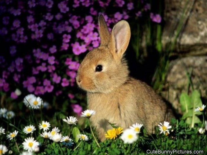 bunny in flowers