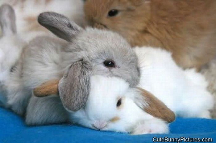 bunny on bunny warm