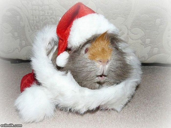 christmas bunny