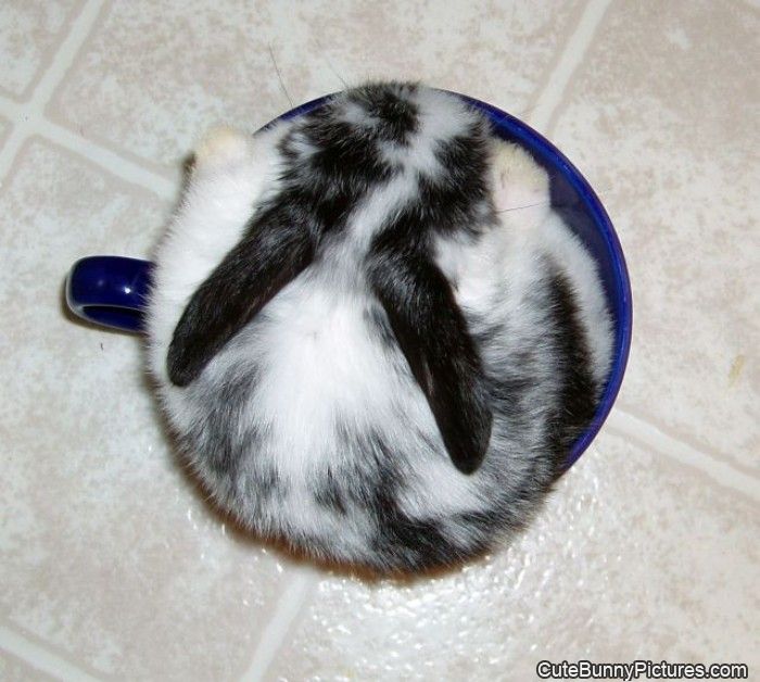 cup o bunny