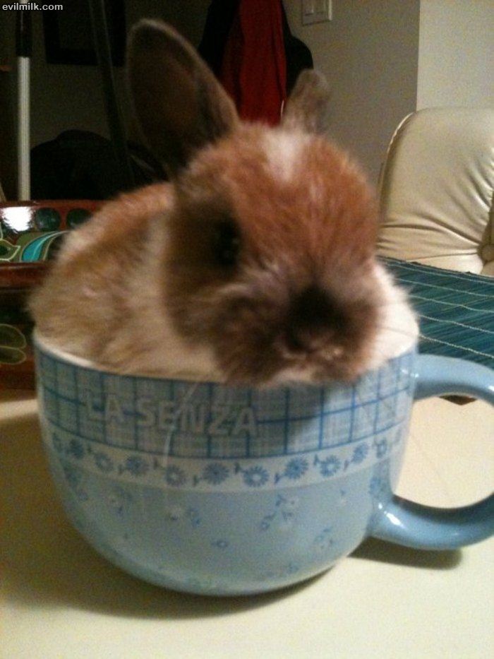 cup of bunny