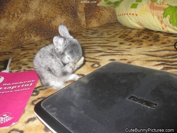 cute bunny is sad