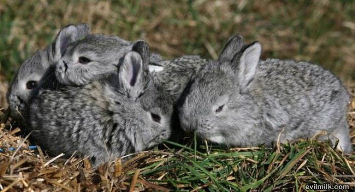 cute bunny pile