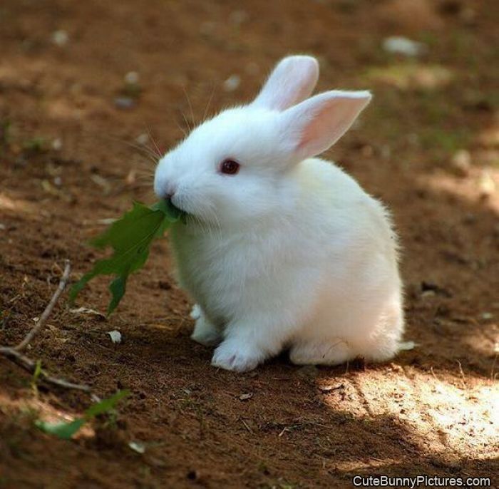 cute nom nom nom
