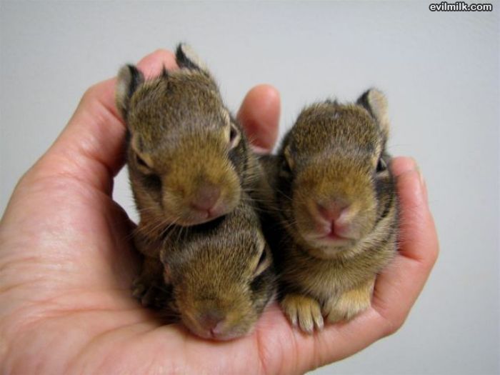 cutest little bunnies