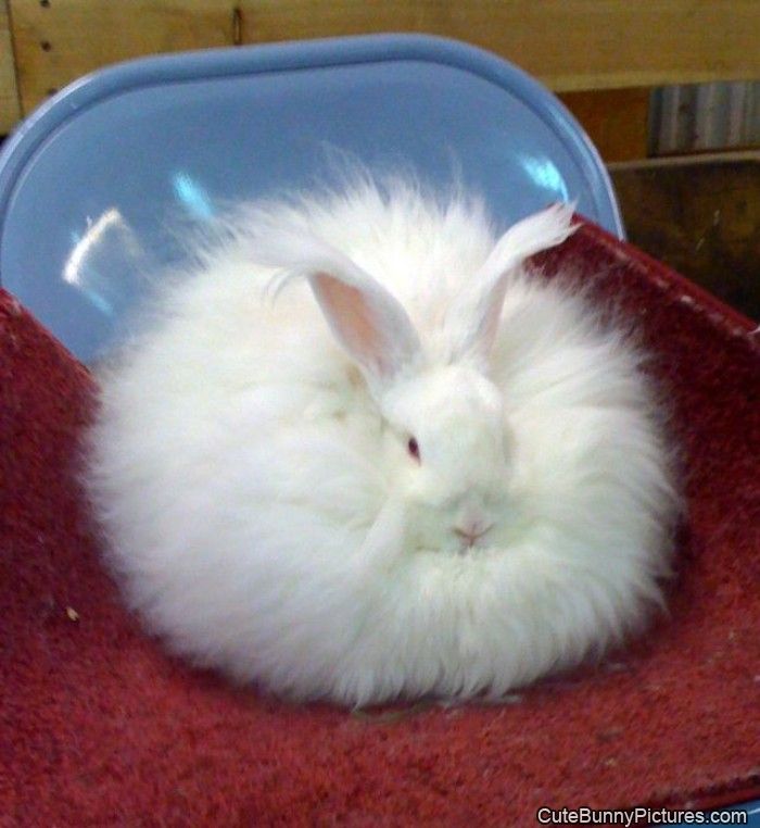 giant fuzz ball