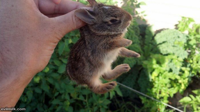 littel hare