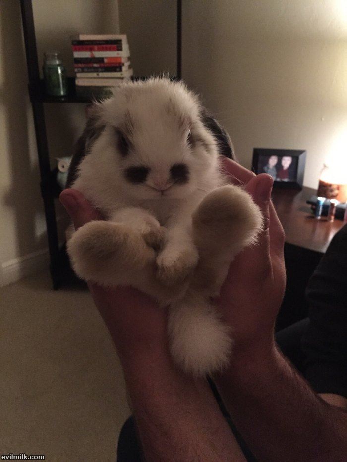 such a cute bunny