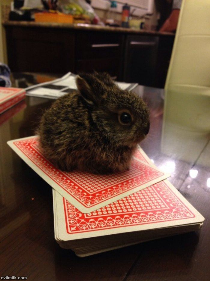 super tiny