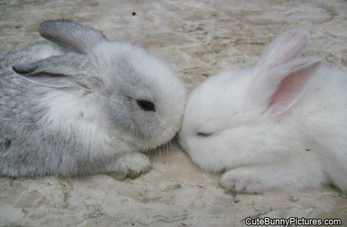 the bunny kiss
