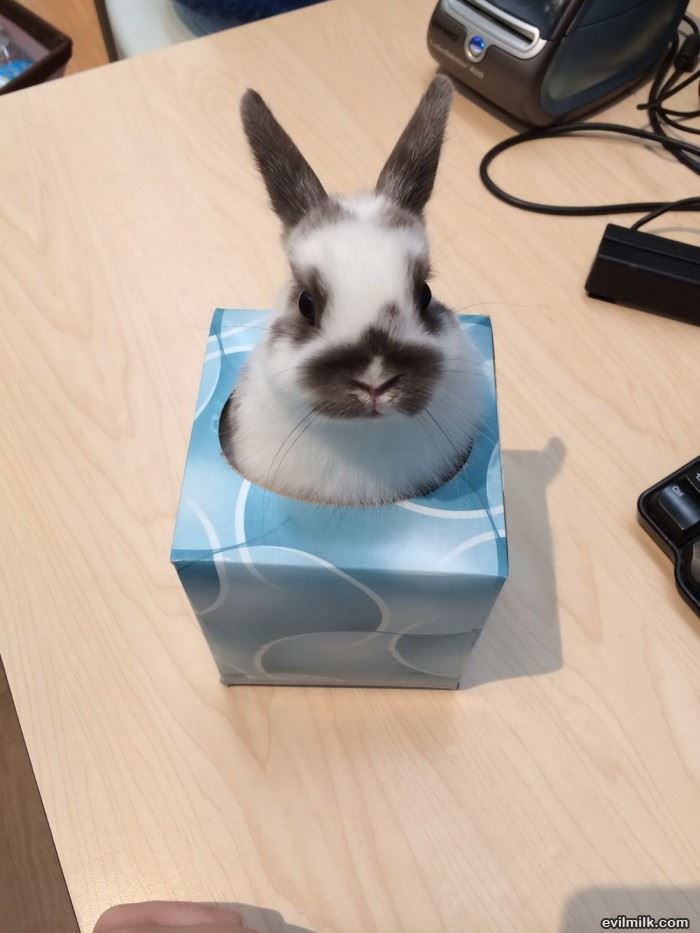 tissue bunny