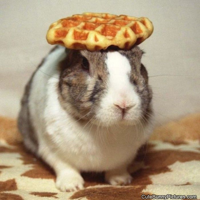 waffle head