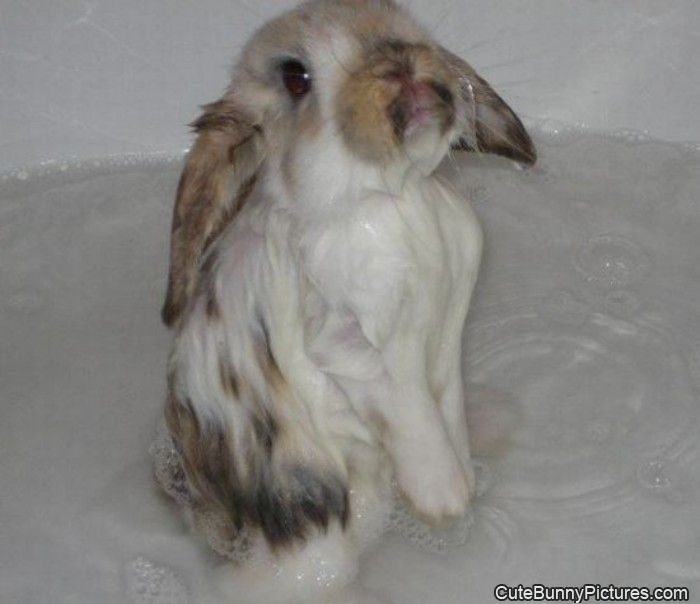 wet bunny