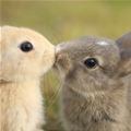 A Bunny Kiss