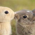 Another Cute Bunny Kiss