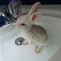 Bath Bunny