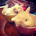 Bowls Of Bunny