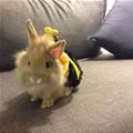 Bumble Bunny