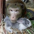 Bunny And A Monkey