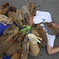 Bunny Attack