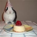 Bunny Birthday