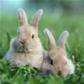 Bunny Bunny