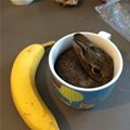 Bunny Cuddling Up