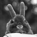 Bunny Ears