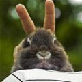 Bunny Ears