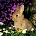 Bunny In Flowers