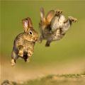 Bunny Jump Attack