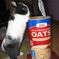 Bunny Oats