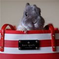 Bunny Purse