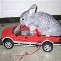 Bunny Ride