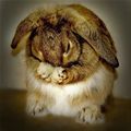Bunny Sad