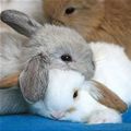 Bunny Stacking