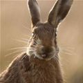 Bunny Tongue Out
