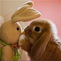 Bunny Vs Bunny