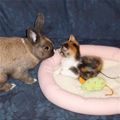 Bunny Vs Kitten