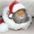 Christmas Bunny