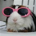Cool Bunny Is Cool