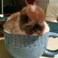 Cup Of Bunny