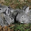 Cute Bunny Pile