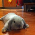 Cute Flat Bunny
