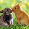Cute Little Bunny Kiss